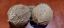 Picture of Coconut - peeled