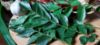 Curry Leaves