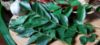Curry Leaves