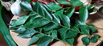 Curry Leaves
