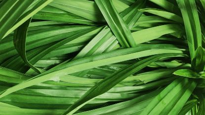 Pandan Leaves