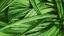 Pandan Leaves
